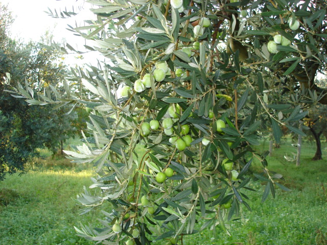Nocellara Olive